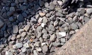 Police Rescue Little Ducks from Train Tracks in Germany