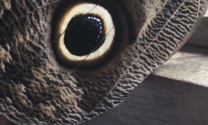 Moth Makes a New Friend