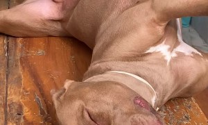 Twisted Pup Sleeping on Table Takes a Tumble