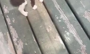 Farm Kittens First Time Meeting Our House Cat