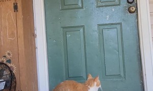 Cat Figures Out How to Knock on Door