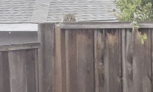 Neighbor Cat Staring into my Soul