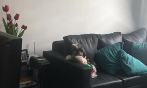 Dancing Doggy Persuades Mom Into A Walk