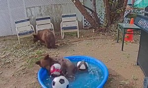 Bears Play in Backyard Kiddie Pool