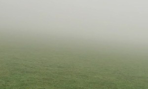 Group of Starlings Take Flight in Spooky and Foggy Atmosphere