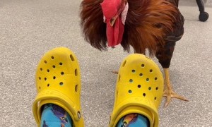Rooster Fights Yellow Crocs