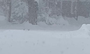 Buck Peeks Over Piles of Snow