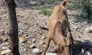 Saving a Goat with Horns Stuck in a Fence