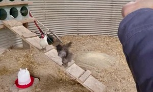 Chicken Flies on Command