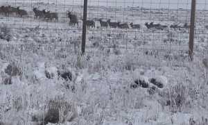 Large Elk Migration Near Airport in Jackson Hole, Wyoming