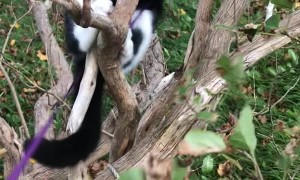 Clumsy Kitten Fails to Climb Tree
