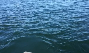 Orcas Pay A Solo Boater a Visit