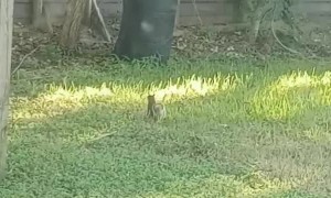 Squirrel Chases Hawk Away
