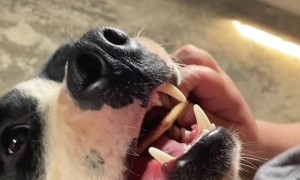 Dog Steals Girl's Biscuit