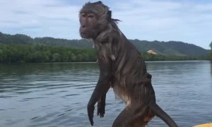 Wild monkey climbs aboard kayaker's boat