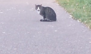 Kitty Says Hello To All Who Listen