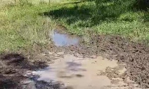 Muddy Pup Having a Good Time