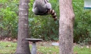 Chubby Raccoon Chills on Bird Feeder