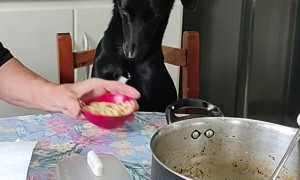 Patient Pup Loves Pasta