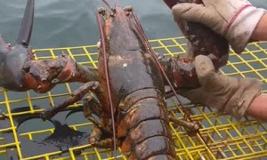 Check out the size of this MASSIVE lobster!