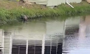 Helping a Heron Hooked by a Fishing Line