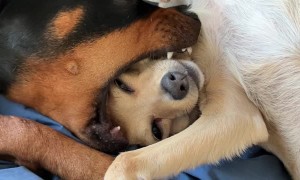 Dog Fits Friend's Face in Mouth