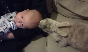 Baby and Bunny Become Buddies
