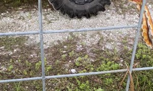 Rescuing a Snake Stuck in a Fence