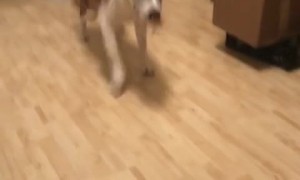 Big doggy enthusiastically fetches forgotten toy