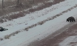 Badger Chases Off Three Skunks