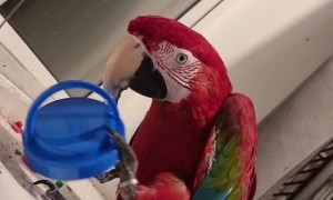 Macaw Puts on Hat