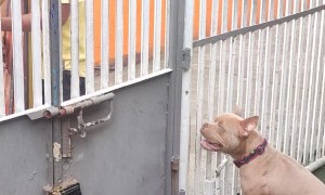 Precious Pupper Mesmerized by Harp Player