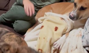 Dog and Grandma Fight For Blanket