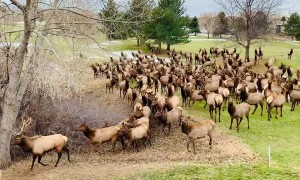 Loveland Elk Herd visiting Thanksgiving morning