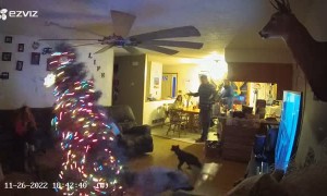 Dog Destroys Decorations
