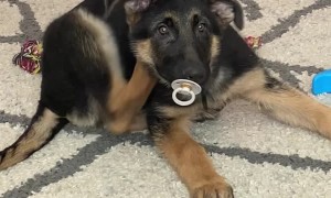 Dog or Baby? Why Not Both!