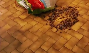 When Your Husky's Been Up to Some Mischief