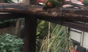 Colorful Wild Birds are Comfortable with Homeowner