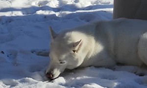 Husky Enjoys Lying in Snow