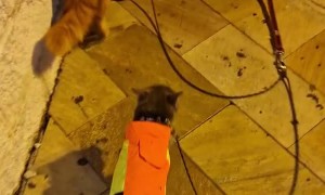 Two Dogs Take Two Cats for a Walk