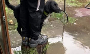 Poor Pupper Put Off By Flooded Backyard