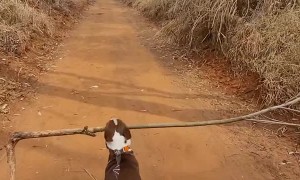 Dog Finds the Best Stick Ever