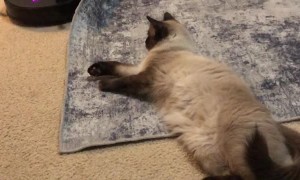 Cat Refuses to Move for Roboto Vacuum