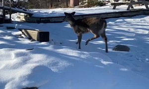 Rescuing a Deer Trapped on a Frozen River