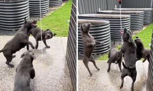 Dog pack absolutely loves playing with water hose