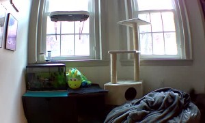 Clumsy Cat Misses Jump