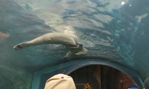 Polar Bears Playing in Canadian Zoo