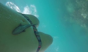 Sucker Fish Attaches to Swimmer