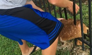 Rescuing a Baby Deer Stuck in a Fence