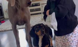 Baby Shares Snack with Weimaraner and Dachshund
